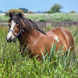 Pony & Shetty