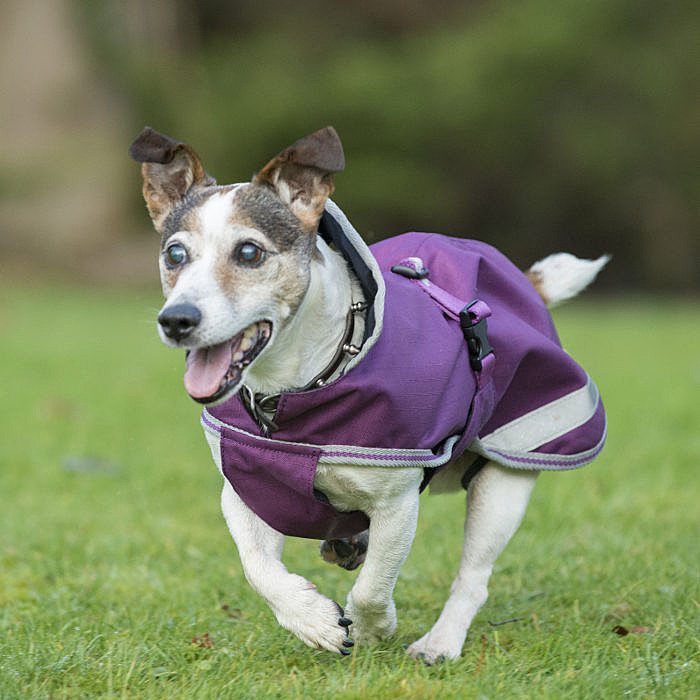 Bucas Hundedecke Freedom
