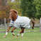 Bucas Weidedecke Power Turnout Big Neck light