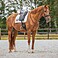 Schabracke mit Nummerhalter beidseitig Dressur