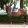HV Polo Dressur Schabracke HVPEssential DR