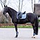 HV Polo Dressur Schabracke HVPEssential DR