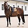 HV Polo Dressur Schabracke HVPEssential DR