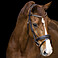 Imperial Riding Trense IRHFria