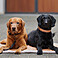 Eskadron Hunde Set Halsband & Leine Faux Leather Platinum 2023