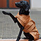 Eskadron Hundemantel Softshell Platinum 2023