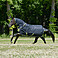 Bucas Weidedecke Oasis Turnout mit Halsteil