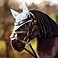 LeMieux Hobby Horse Fliegenohren
