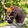 LeMieux Hobby Horse Fliegenohren