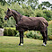 Bucas Weidedecke Irish Turnout mit Halsteil