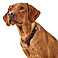 HUNTER Hundehalsband Solid Education mit Zugstopp - Rindsleder