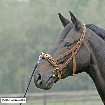 Busse Kappzaum Professional aus Leder