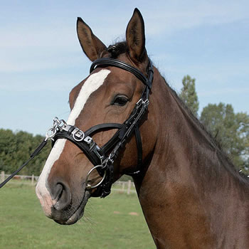 Kappzaum mit Gebissverschnallung