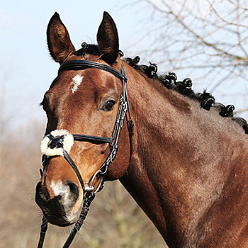 Euroriding Trense Paris mexikanisches Reithalfter