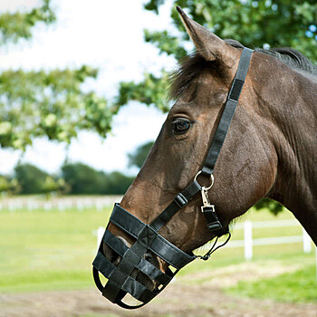 Busse Fressbremse Plain