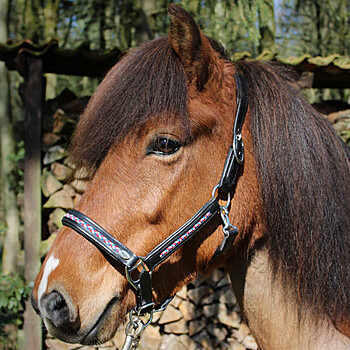 HILBAR Lederhalfter Island