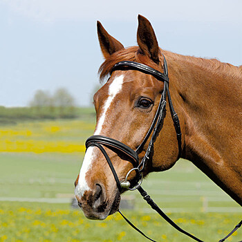 Kieffer Trense Comfort I
