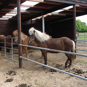 Bildergalerie ZaunStahlzaun fr Paddock