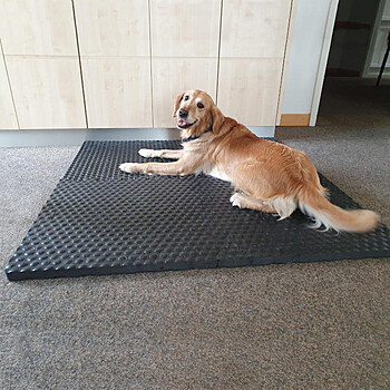 <P>Hundebett Lucky </P>