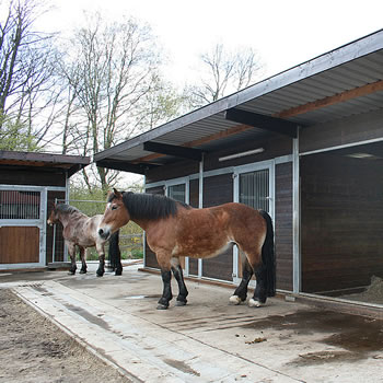 Bildergalerie Stall Aussenboxenstall Kaltblut